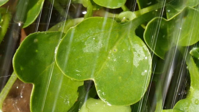 向新鲜植物浇水视频素材