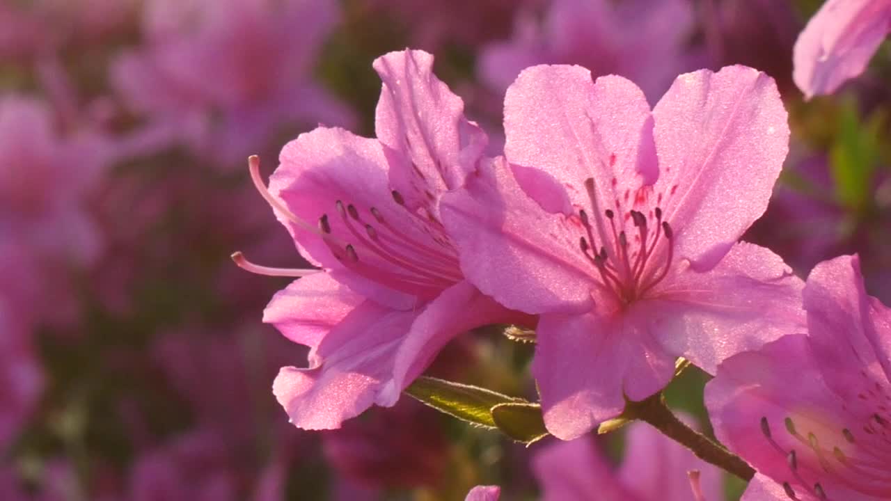 美丽的花园和奇妙的背光视频下载