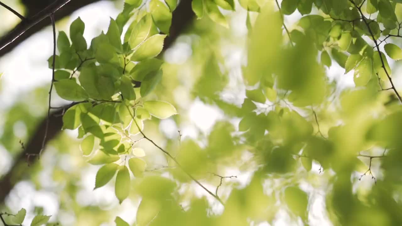 阳光透过茂盛的绿叶照射进来。视频素材