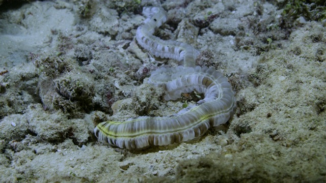 珊瑚礁里长长的海洋生物的特写镜头视频素材