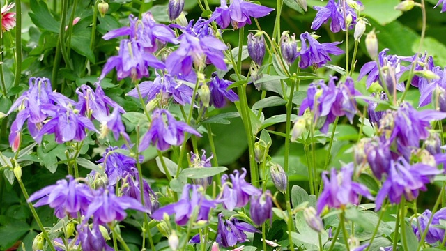 大黄蜂在水仙花上视频素材