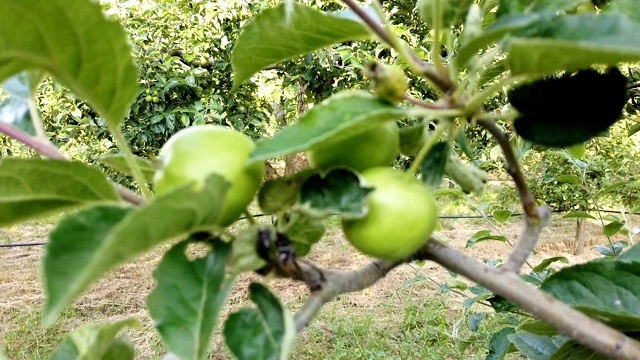 果园里正在成熟的苹果视频素材