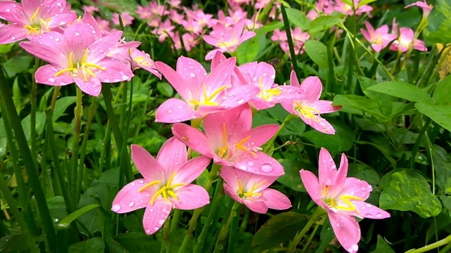 无刺蜜蜂和粉红雨百合传粉视频素材