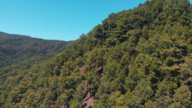 山上的树木鸟瞰图-云杉，松树和其他常绿针叶树视频素材