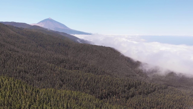 无人机拍摄到的泰德火山的最佳景象——一个布满云雾的山谷，一片茂密的常绿森林和一座火山，镜头向后移动视频素材