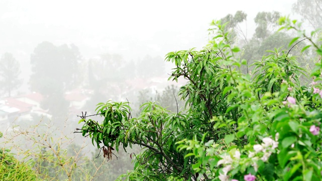 暴雨落在树上，以城市景观为背景视频素材