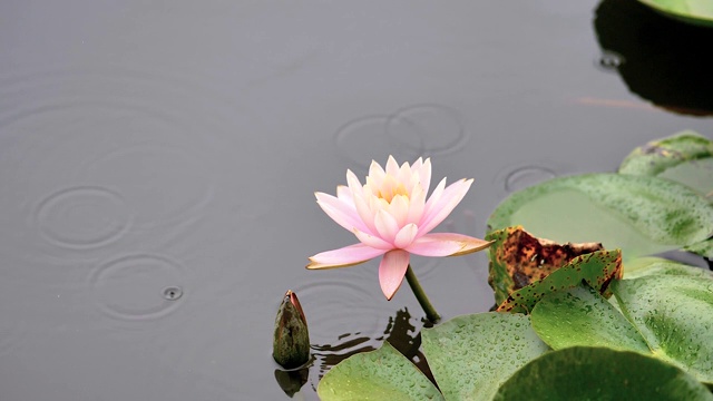 美丽的睡莲在雨天的池塘，雨滴和涟漪在超级慢镜头。视频素材