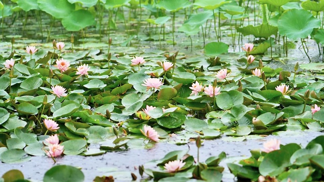 美丽的睡莲在雨天的池塘，雨滴和涟漪在超级慢镜头。视频素材