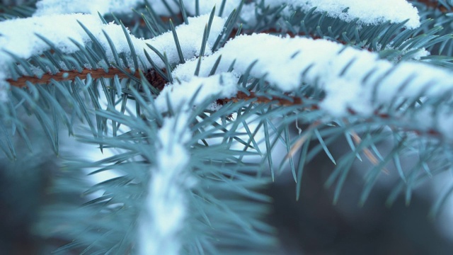 冷杉树枝在冬天的特写。树枝上覆盖着霜雪视频素材