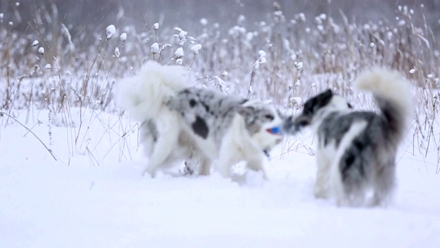 冬天，两只狗在雪地里拉绳子。视频下载