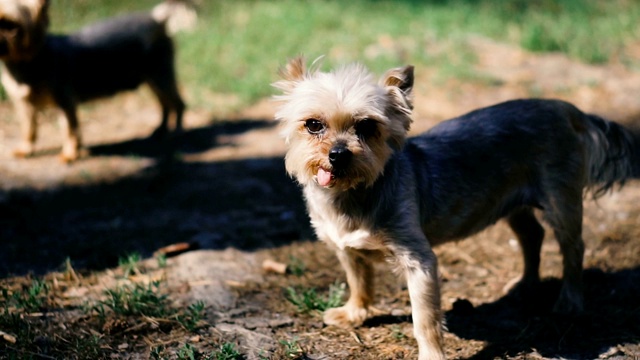 约克郡犬。两只品种的约克郡犬视频素材