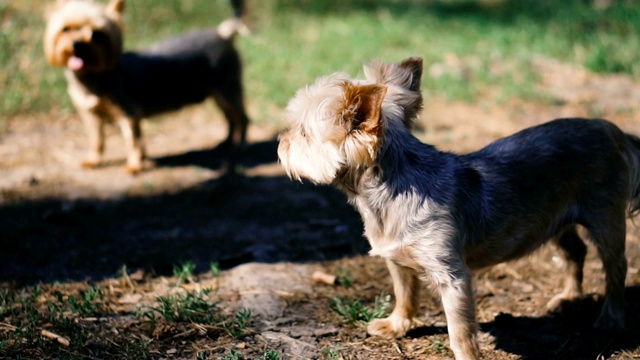 约克郡犬。两只品种的约克郡犬视频素材