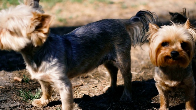 约克郡犬。两只品种的约克郡犬视频素材