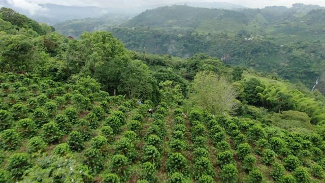 飞越哥伦比亚乡村绿色的山景视频素材