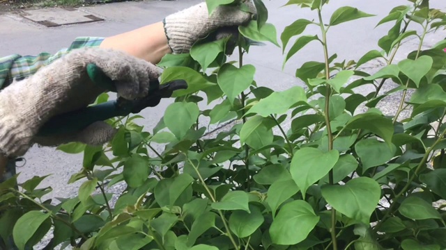 园丁修剪九重葛植物在一个花园视频素材