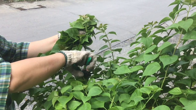 园丁修剪九重葛植物在一个花园视频素材