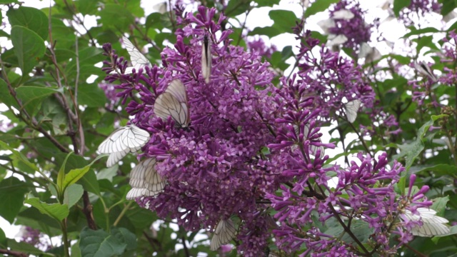 紫丁香花上的黑脉白蝴蝶视频素材