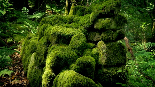 潘穿越古老的苔藓石墙在森林里视频素材