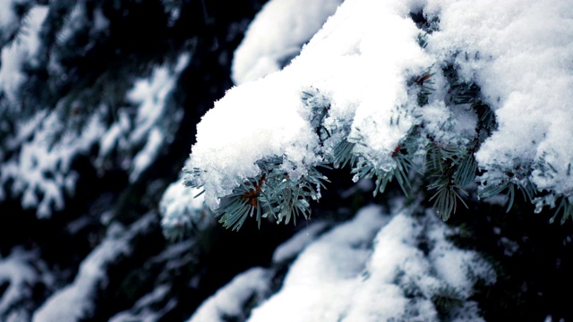 雪花落在冷杉树枝上视频素材