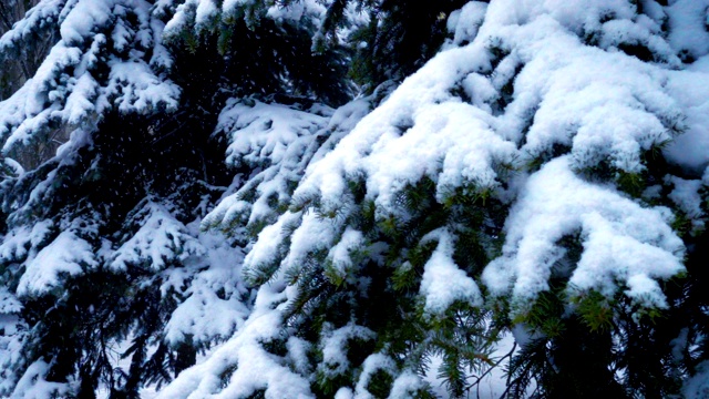 雪花落在冷杉树枝上视频素材