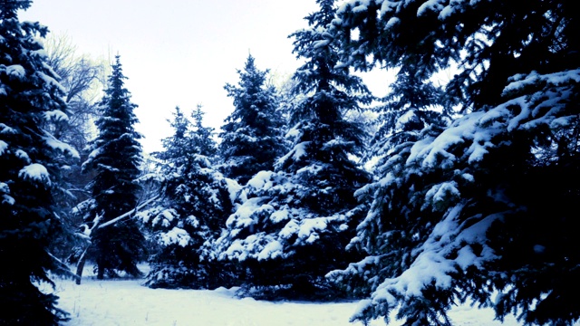 雪花落在冷杉树枝上视频素材