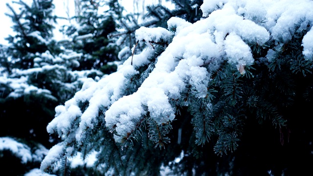 雪花落在冷杉树枝上视频素材