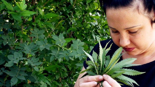 一个女人检查大麻的质量。视频素材