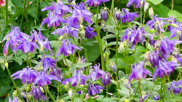 大黄蜂在水仙花上视频素材