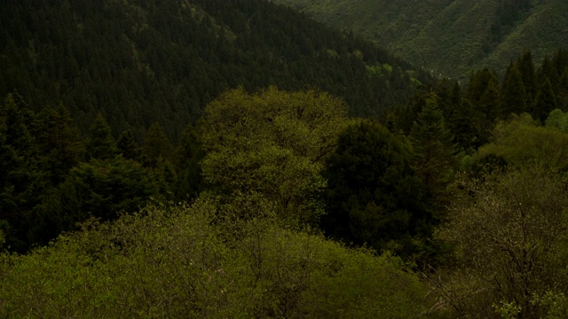 倾斜鸟瞰图:中国四川黄龙谷景观的云下山脉视频素材