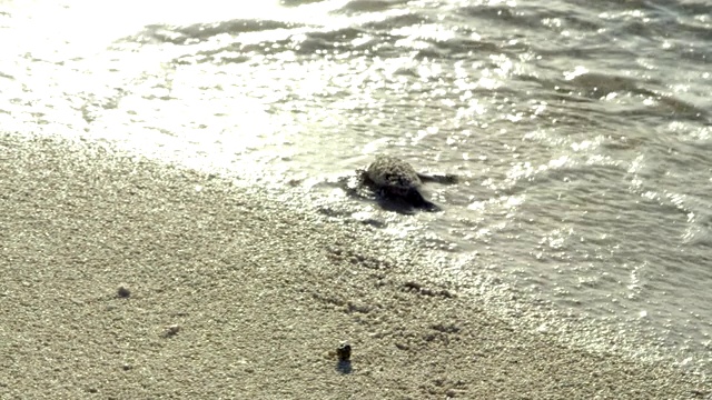 海龟幼仔爬过沙滩走向海浪的特写视频素材