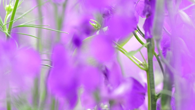 一群模糊的白芷花视频素材