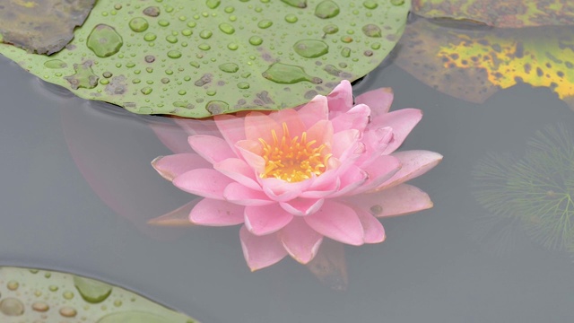 在雨中放大美丽的睡莲花的视频，粉红色的花与绿色的叶子背景。视频素材