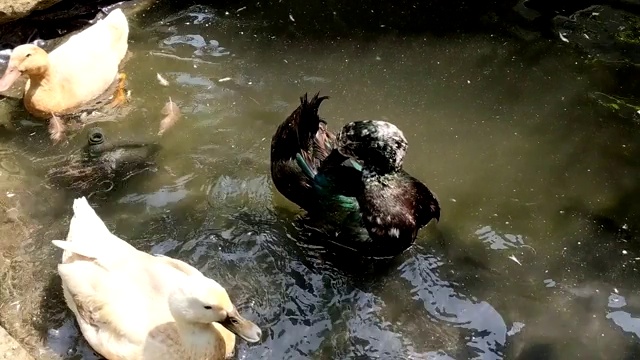 洗完澡后，黑卡尤加鸭在池塘上梳理羽毛。视频下载