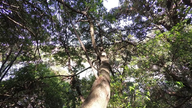 树上的欧洲绿蜥蜴视频下载