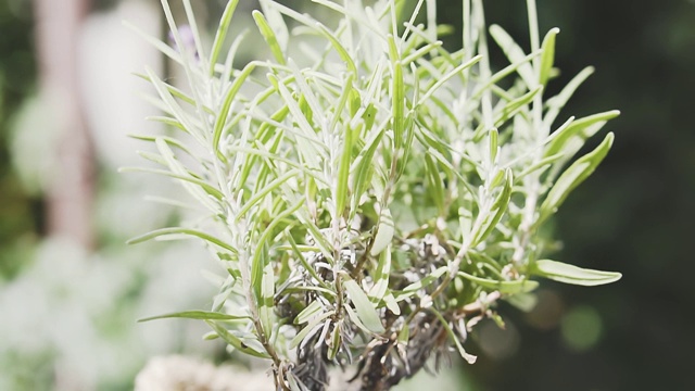 花盆里放着漂亮的薰衣草。视频素材