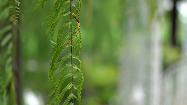 蕨类植物的叶子视频素材