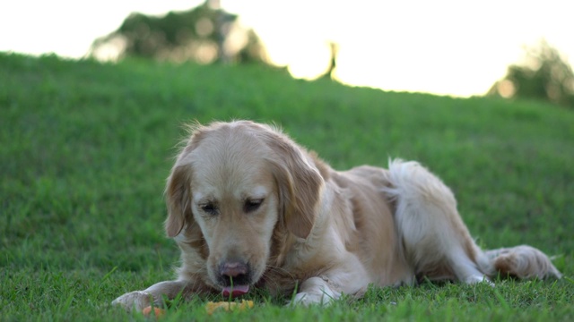 金毛猎犬躺在草地上视频素材