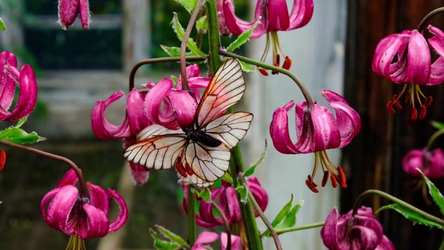 两只黑脉白蝶(Aporia crataegi)在公园红花上交配。婚姻游戏和昆虫性交。概念夏季时间在昆虫世界的爱的热情视频素材