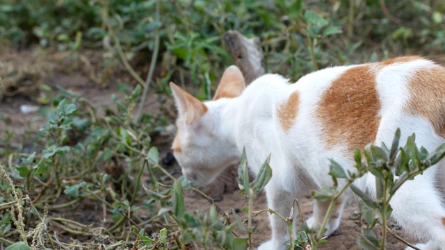 猫环顾四周然后走开了视频素材