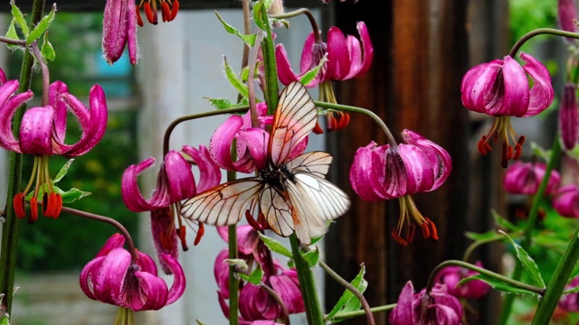 两只黑脉白蝶(Aporia crataegi)在公园红花上交配。婚姻游戏和昆虫性交。概念夏季时间在昆虫世界的爱的热情视频素材