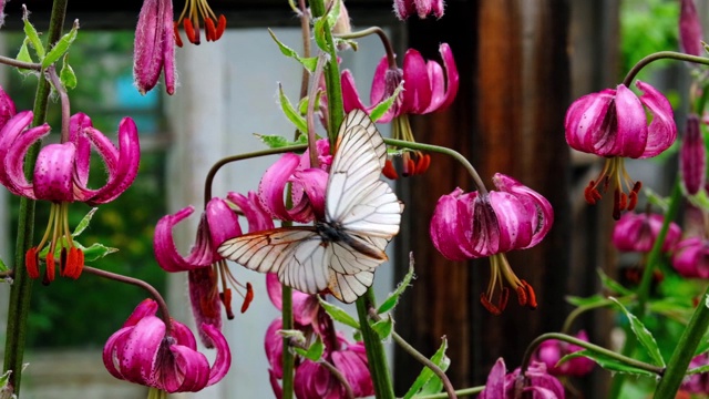 两只黑脉白蝶(Aporia crataegi)在公园红花上交配。婚姻游戏和昆虫性交。概念夏季时间在昆虫世界的爱的热情视频素材