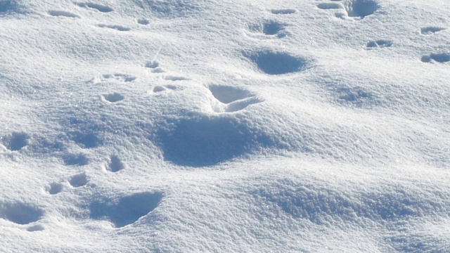 雪景拍摄，在冬天。1月份拍摄。视频素材