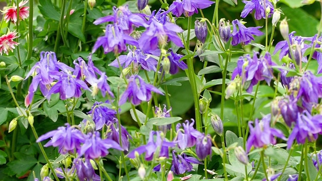 大黄蜂在水仙花上视频素材