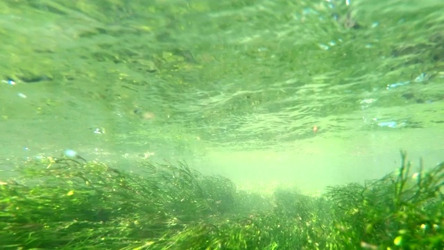 山间溪流中的水生植物，水下录像视频素材