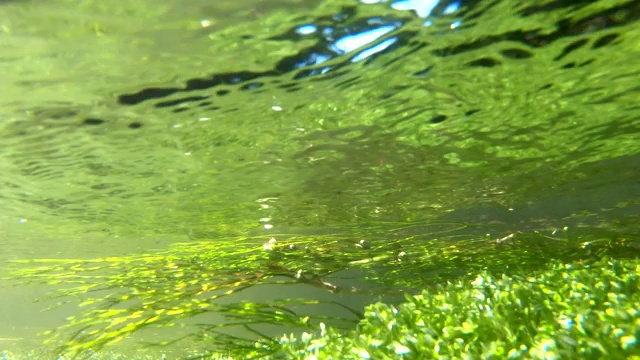 山间溪流中的水生植物，水下录像视频素材