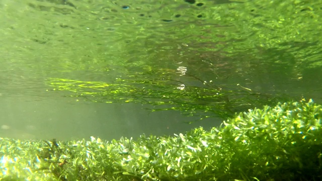 山间溪流中的水生植物，水下录像视频素材