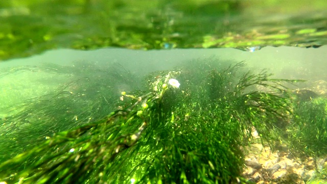 山间溪流中的水生植物，水下录像视频素材