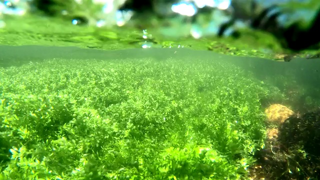 山间溪流中的水生植物，水下录像视频素材