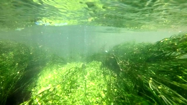 山间溪流中的水生植物，水下录像视频素材