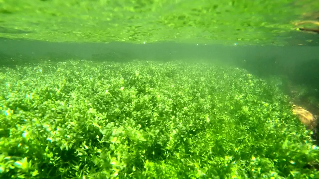 山间溪流中的水生植物，水下录像视频素材